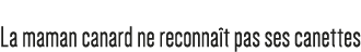 La maman canard ne reconnaît pas ses canettes